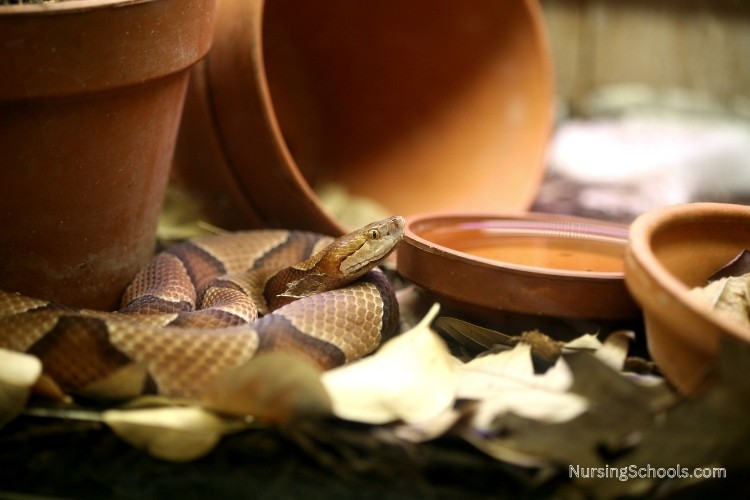 Toxicology Nurse treats a broad spectrum of exposure types including snake venoms.